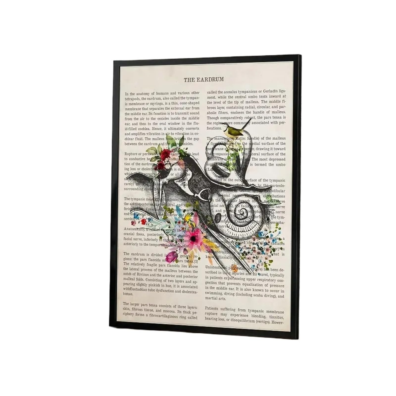 Idée cadeau affiche anatomie florale | Autocollant déco pour salon et bureau