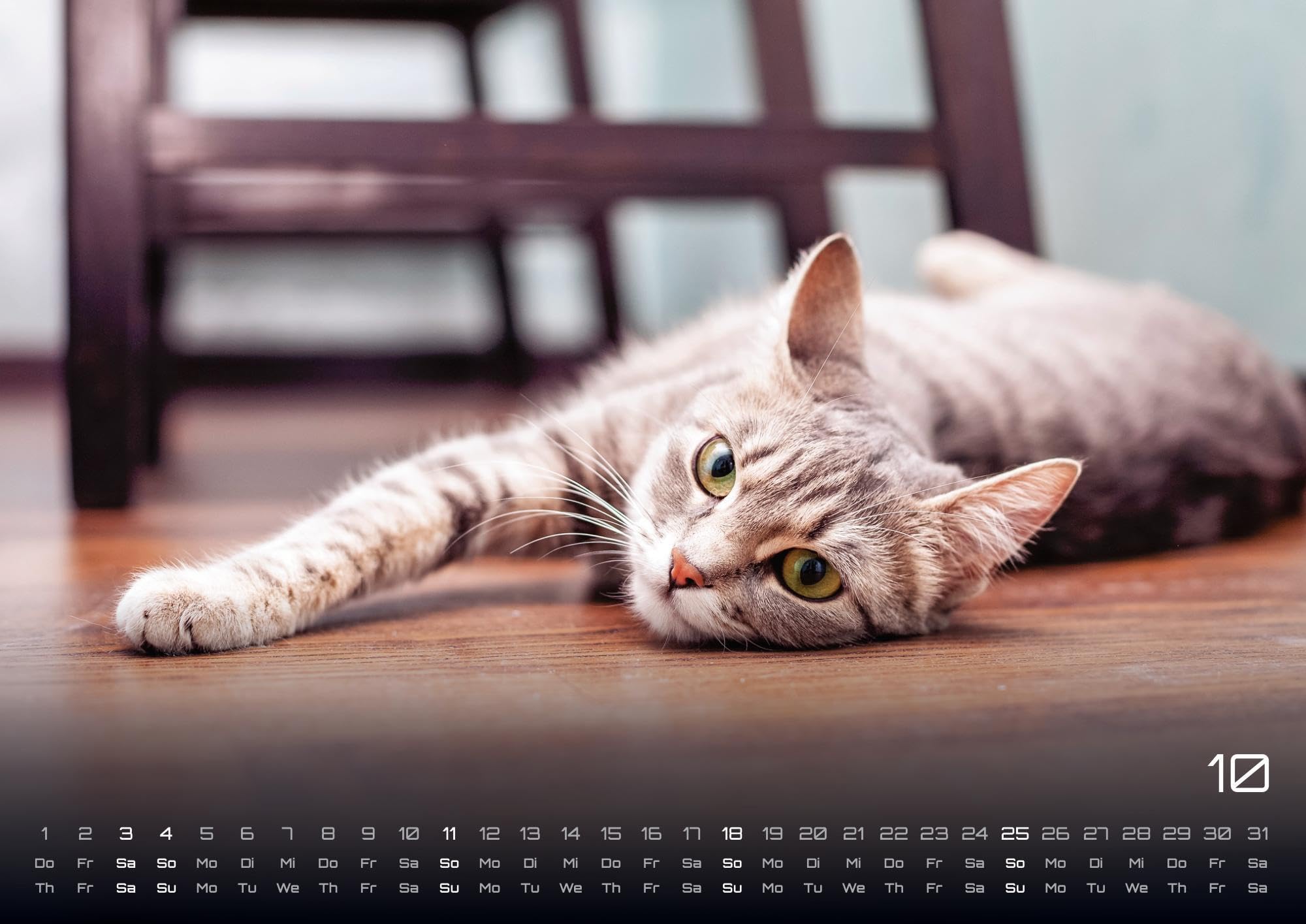 Miau - Unsere Stubentiger - Der Katzenkalender - 2026 - Kalender DIN A2: Der Wandkalender mit den schönsten Katzen-Motiven für das Jahr 2026 im extragroßen Format DIN A2 (ca. 60 x 42 cm)!