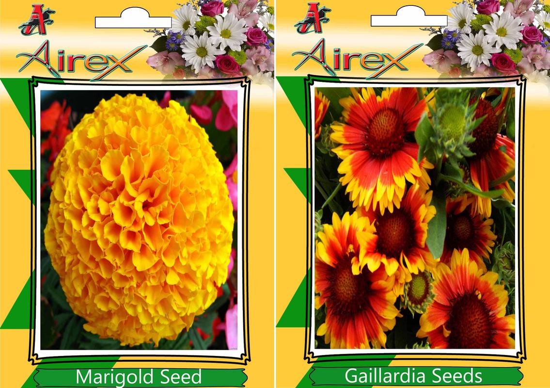 Airex Marigold and Gaillardia Flower Seed (Pack Of 50 Seed * 2 Per Packet)