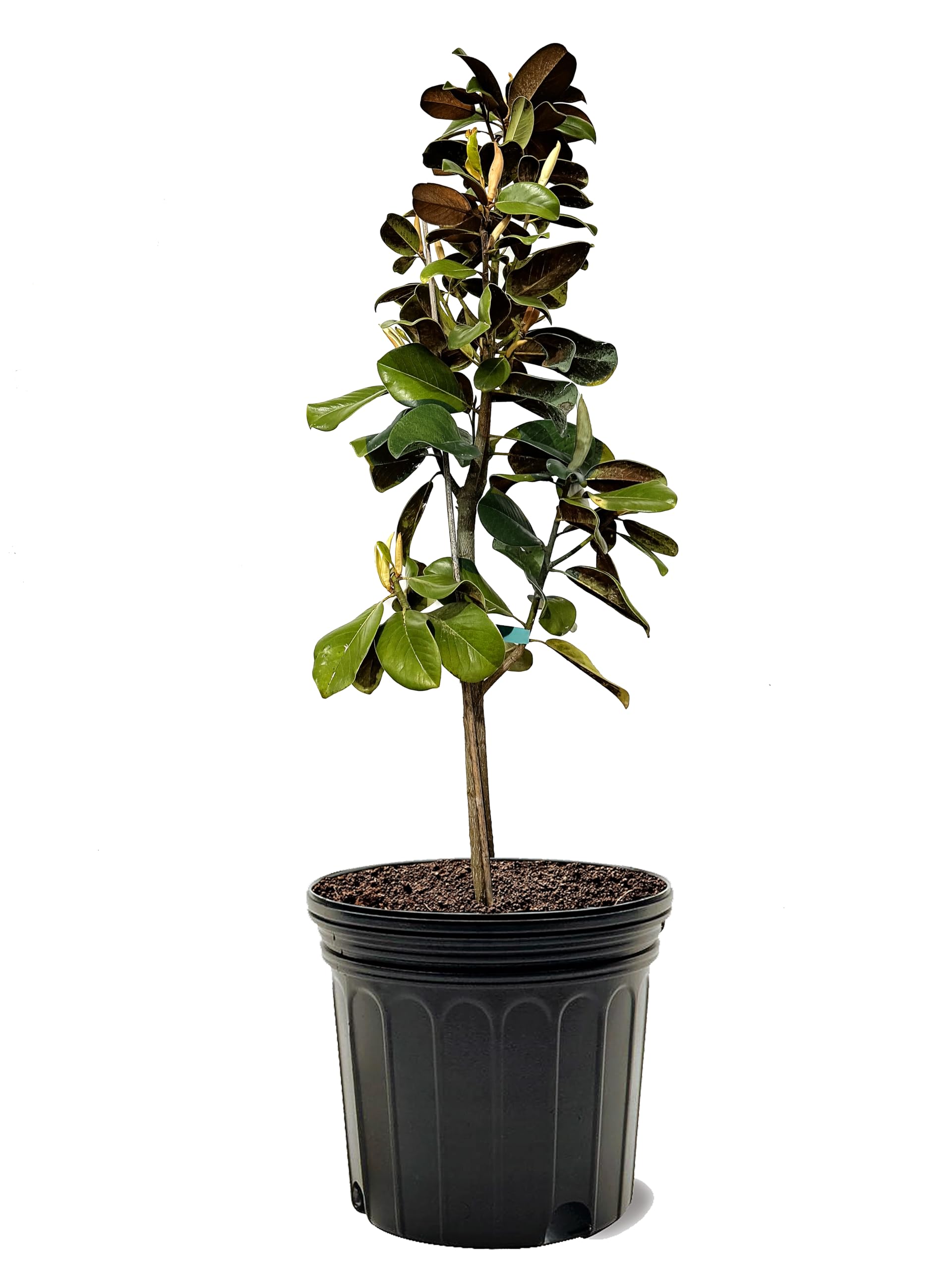 Teddy Bear Southern Magnolia, Shade Tree, 7 gal. Nursery Pot, 3-4 ft. Tree Height (Due to Agricultural Laws, we Cannot Ship to CA, AZ, AK, or HI)