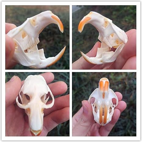 Amazon 100 真実な動物の頭骨 ミッキーマウスの頭骨 骸骨の頭は部品を並べて 医者は頭骨を使います 生物 動物 人体 おもちゃ