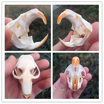 Brandless Animal Skulls Racoon Dog, Cat, Coypu, Muskrat, Fox, Mink - White - Animal Bone - Clean White Matte Finish - Traditional Animal Skulls - Tabletop - 1 Item