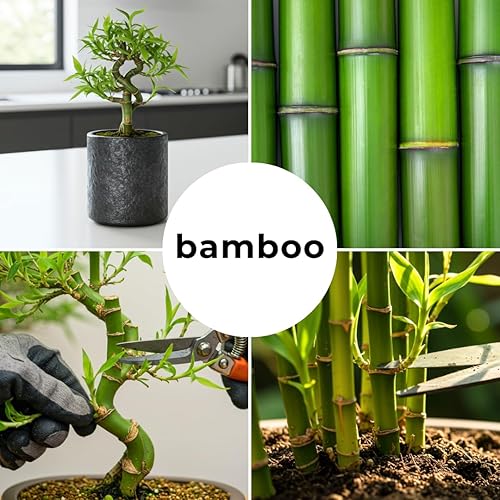 Miniatura 3 de Semillas de bosque de bonsái de bambú japonés para plantar, 100 semillas