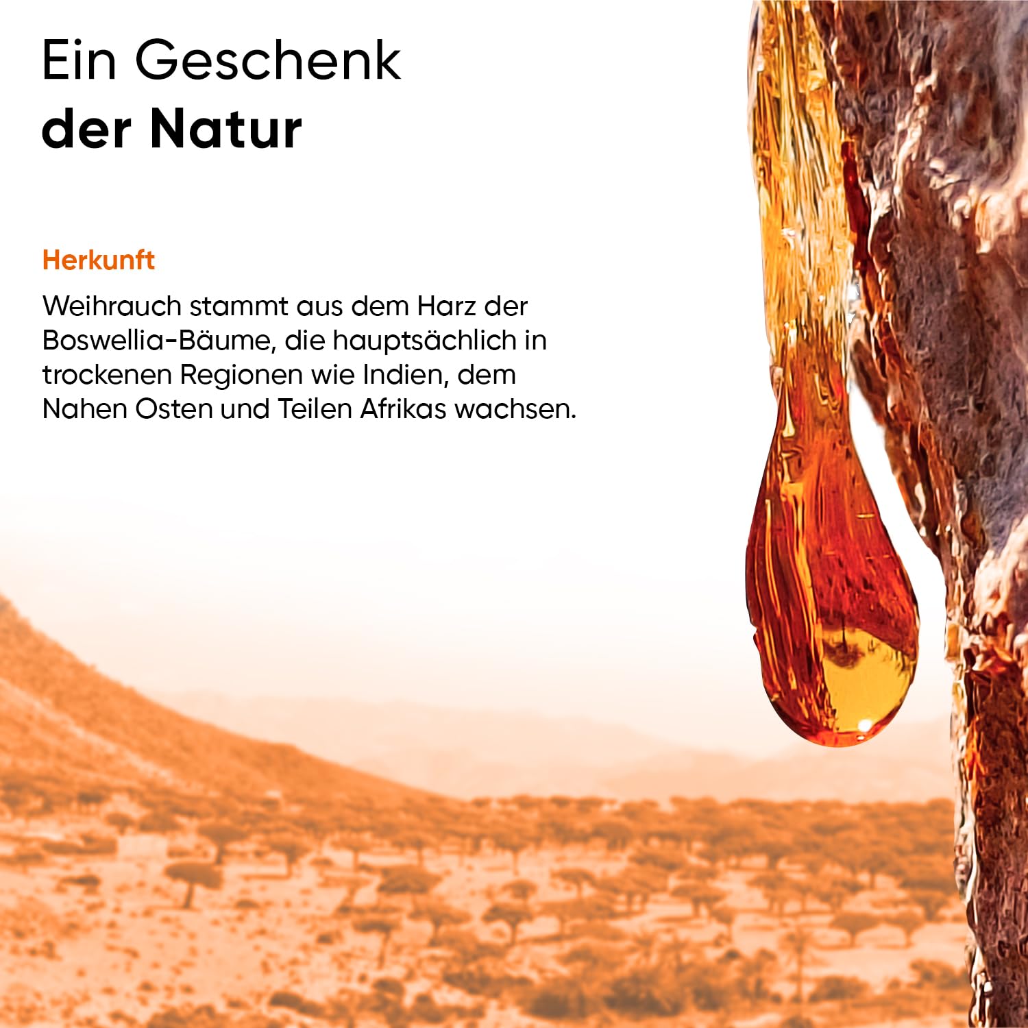 Weihrauch Extrakt 365 Kapseln 940 mg pro Tagesportion aus 100% indischem Boswellia Serrata 85% Boswelliasäure inklusive Pillenbox 6 Monate Vorrat 100% vegan reine Rezeptur geprüfte Qualität