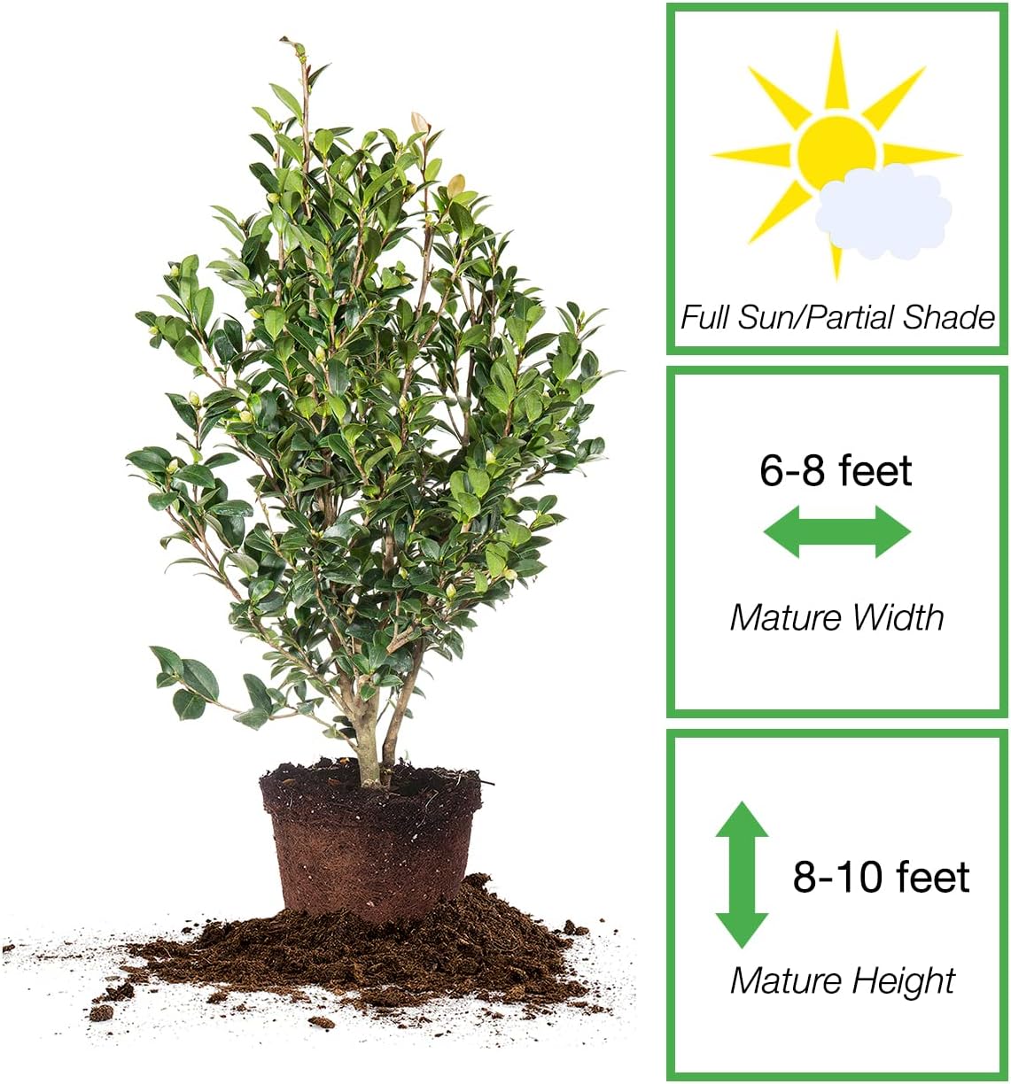 Perfect Plants Yuletide Camellia Bush 3 Gallon | Live Shrub for Outdoor Planting | Beautiful Early Spring Flowers | Red Flower with Yellow Center