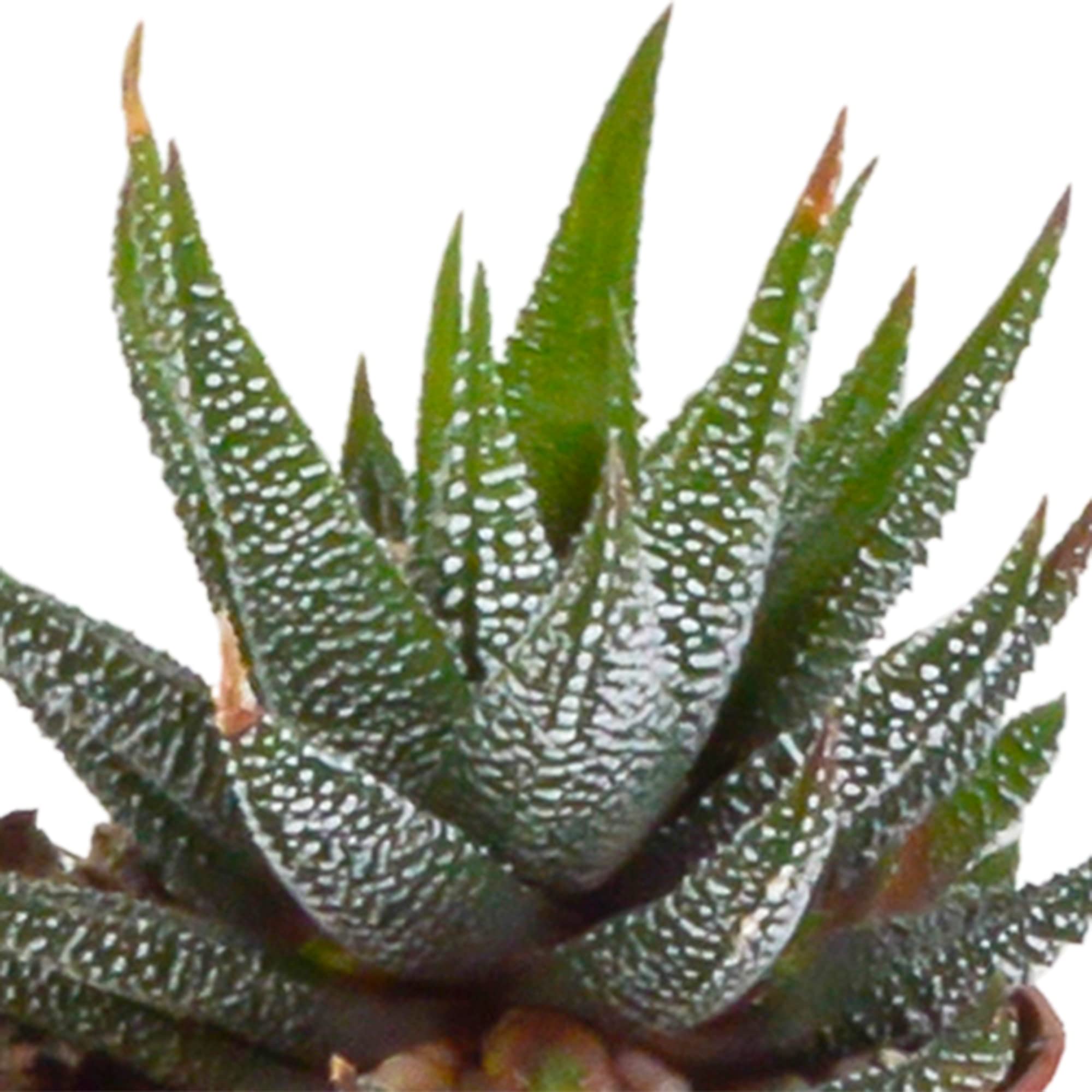 Mix Piante Grasse Gasteria Haworthia, Senza Vaso, Interno, 5.5cm, Set da 5