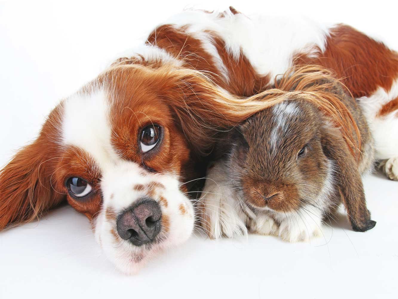 Carta da parati vinile e carta parati parete cane bolle | da pareti | Adesivo | | carta da parati | varie misure | Veterinarios | decorazione ordine, Barbieri, stanze... 400x300cm