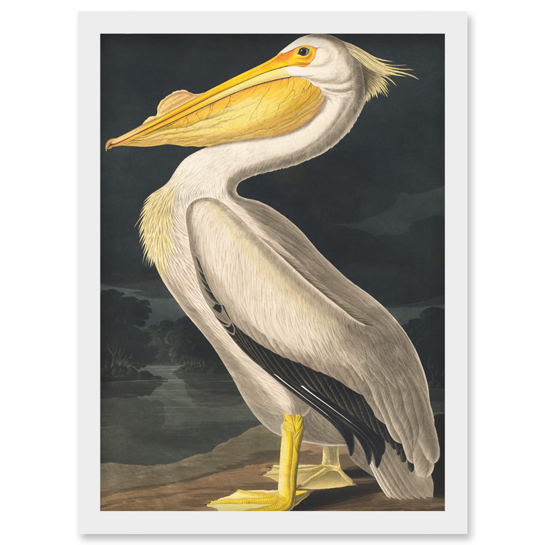 Wee Blue Coo John James Audubon Style Pelican Bird Vintage Detailed Illustration Artwork Framed Wall Art Print A4