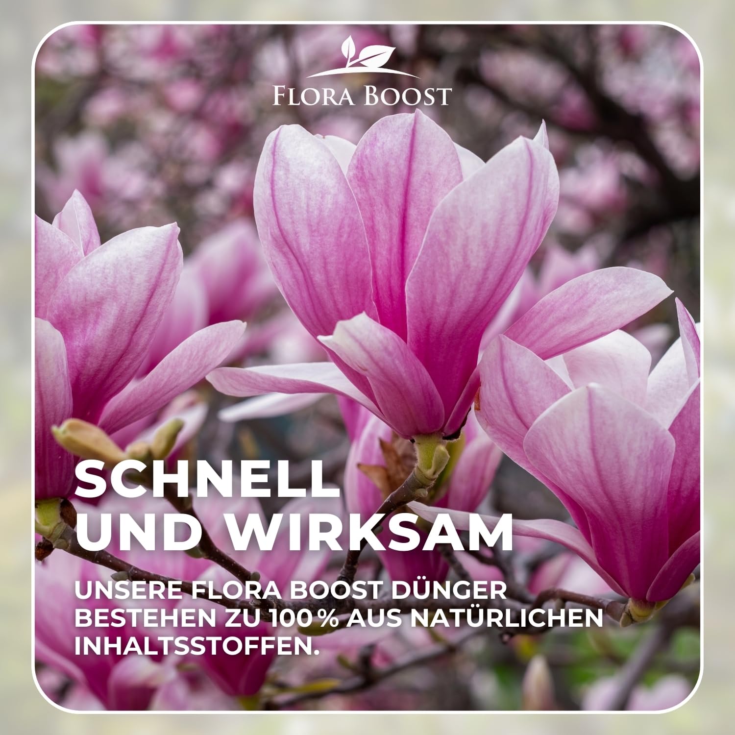Konfitee Magnolien Dnger Flora Boost 1000ml I Fr bis zu 200L Giewasser I  Blten Dnger fr Magnolien I Flssiger Blatt- & Wurzeldnger I 100%  natrlicher Pflanzendnger : Amazon.de: Garten