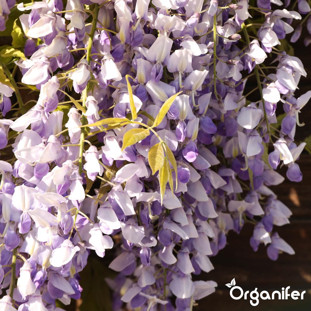 Fertilizante Líquido Para Glicina - 2x1L - NPK 2-1-8 | Abono Para Hojas Saludables Y Crecimiento Fuerte - Refuerza Raíces Y Vitalidad - Organifer