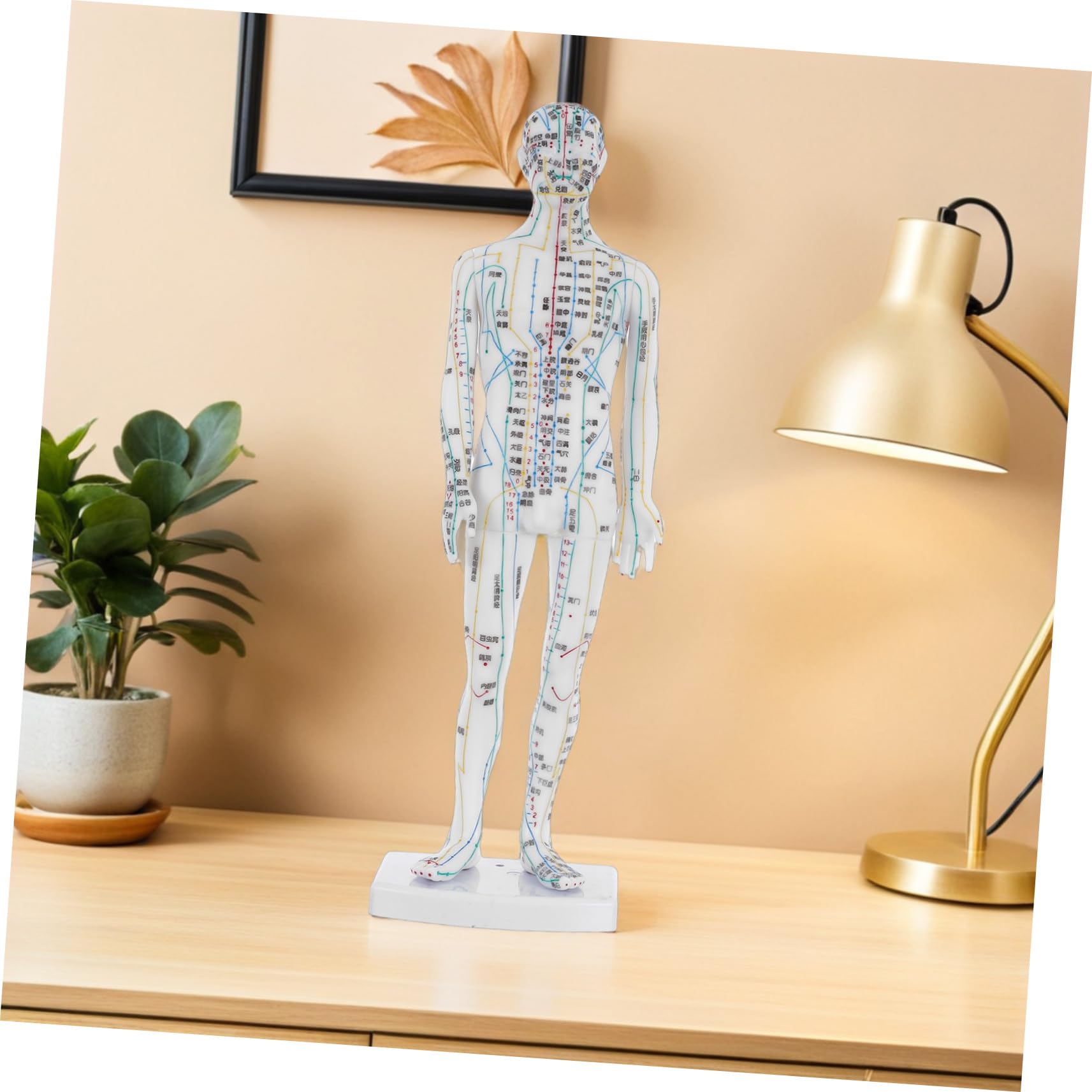 SHERCHPRY Model Anatomiczny Akupunktury Męski Realistyczna Makieta Meridianów i Punktów Uciskowych Trwały Manekin Do Nauki i Treningu Akupunkturzystów Pomoc Dydaktyczna dla Medycyny