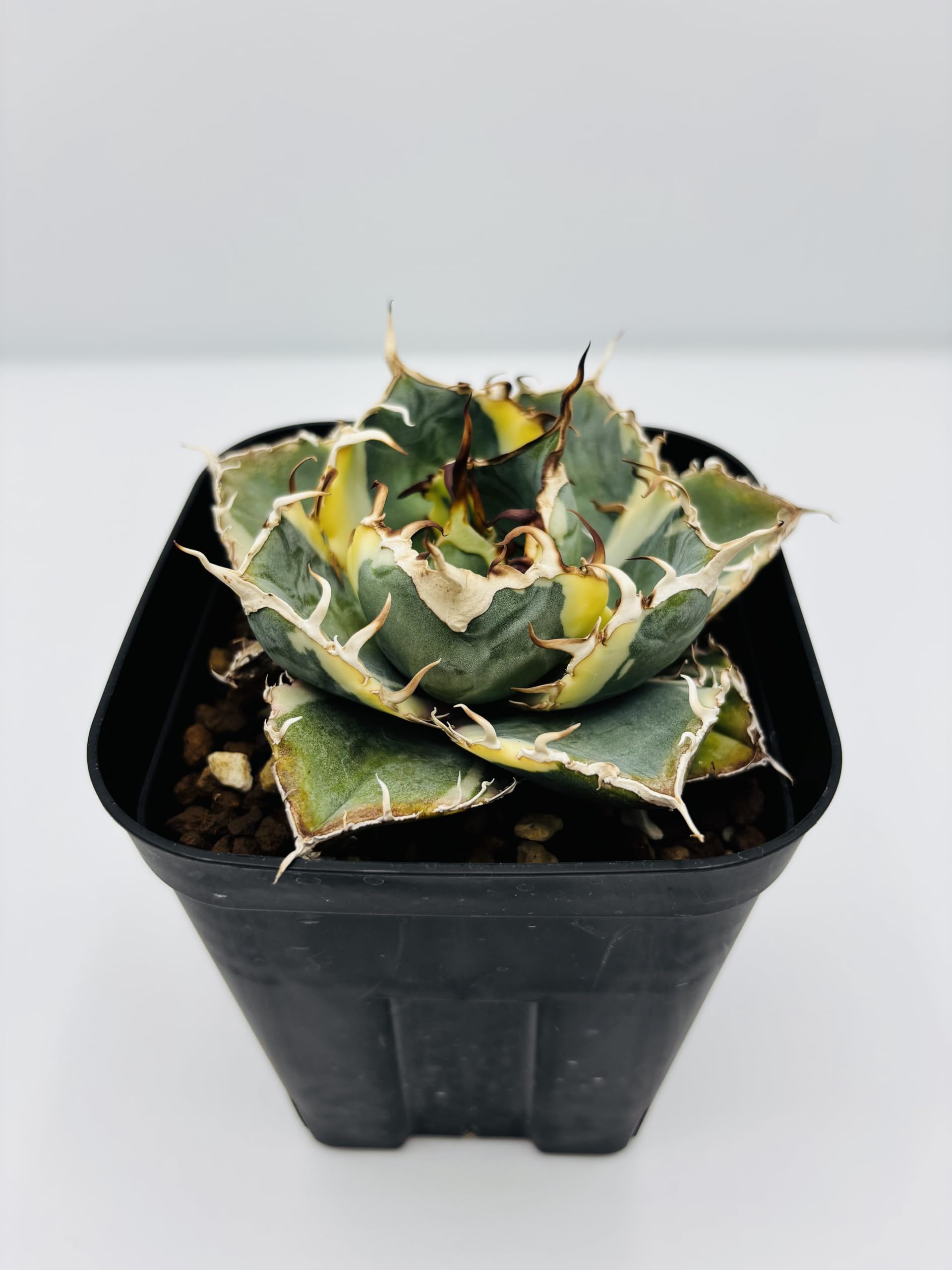 Amazon｜アガベ チタノタ 白鯨 (ハクゲイ)/ Agave titanota 'White