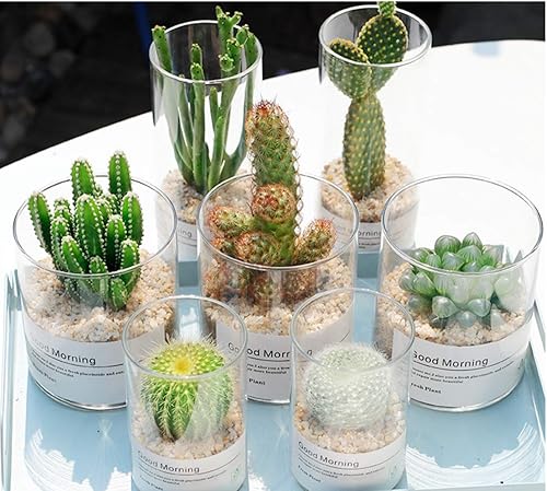 Miniatura 3 de 40 Opuntia stricta Cactus Mix Semillas Más Finest Mixta Flor Suculenta