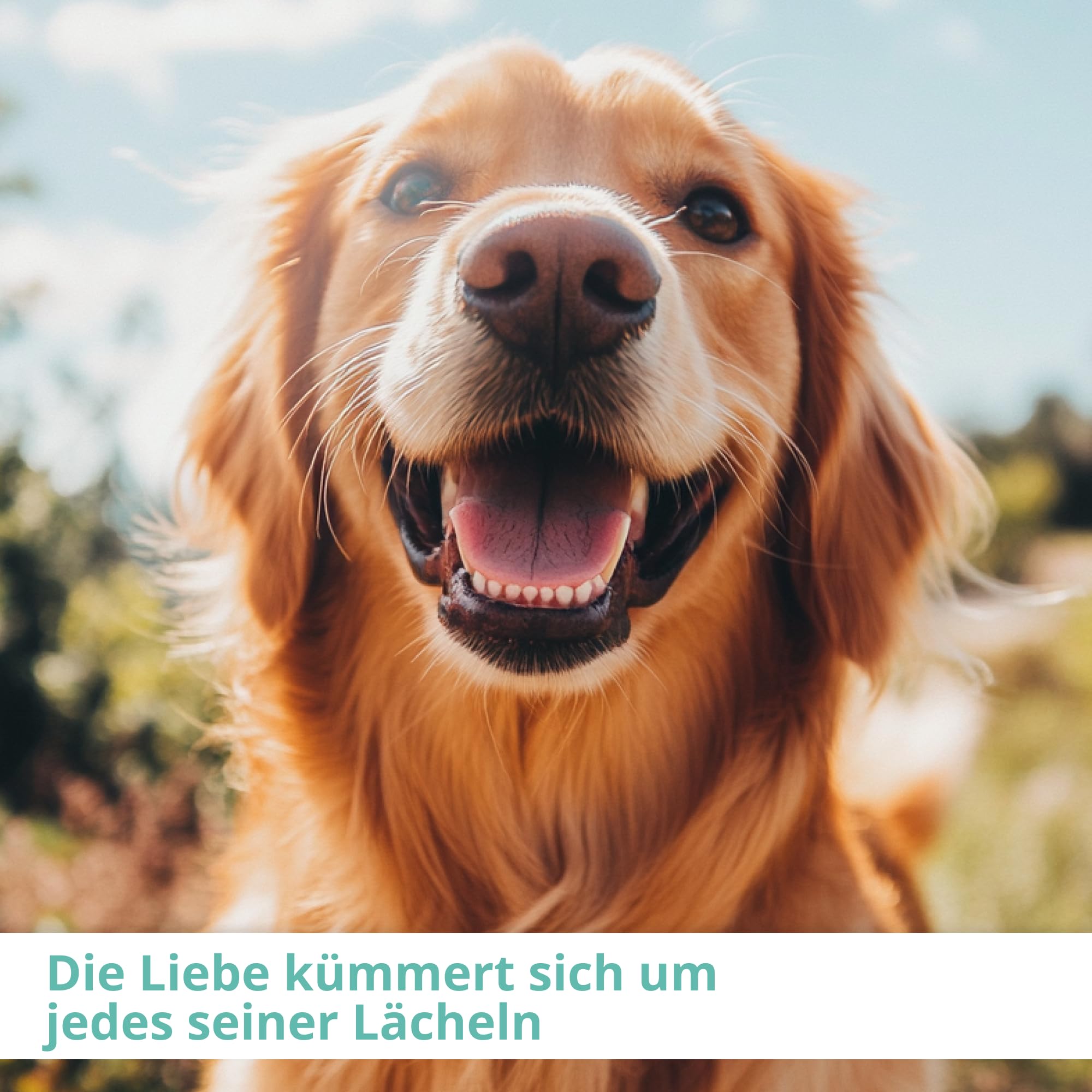 MAULHÖHLE - Zahnspray für Hunde & Katzen – Professionelles Dentalspray für frischen Atem und gesunde Mundhöhle, 30 ml