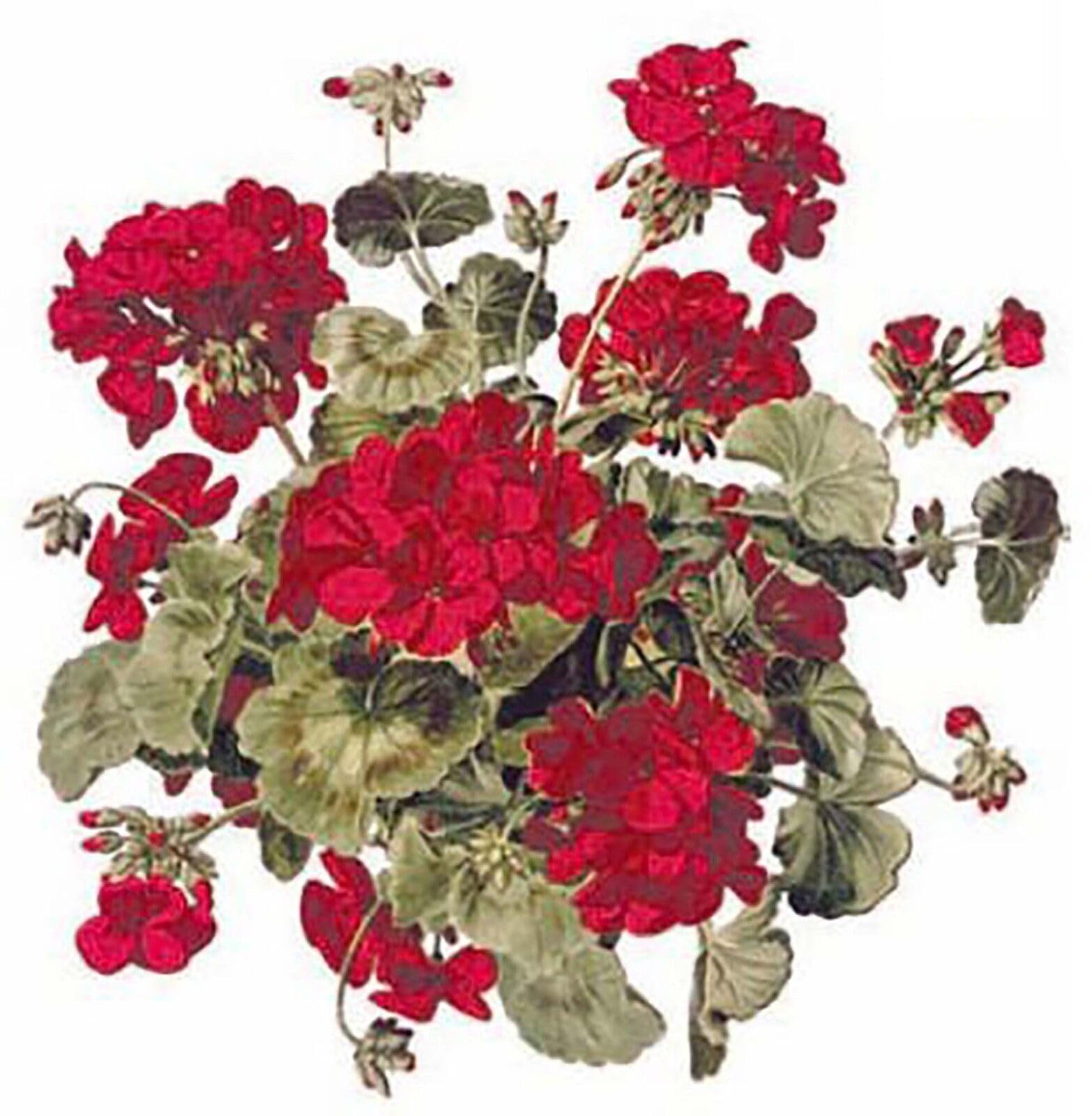 Red Geranium Flowers Overglaze Waterslide Ceramic Decals 4.625 Inch (2 Decals)