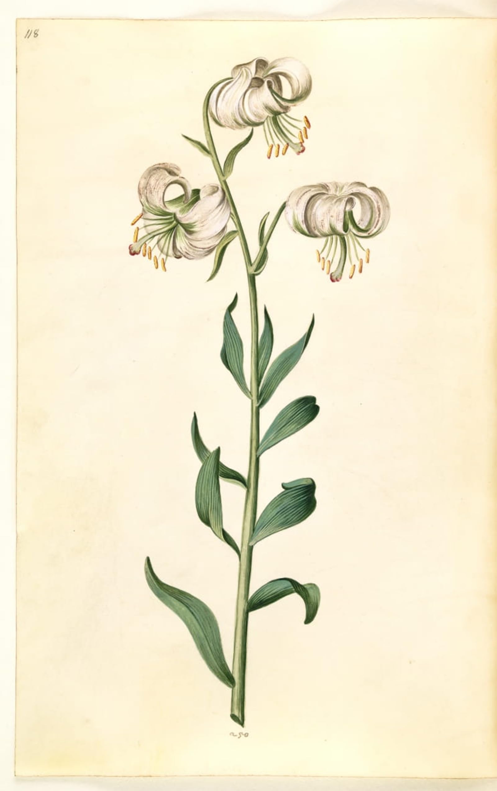 SERENDIPITP Retro Picture Poster Wall Art Pictures Painting Lilium Martagon by Hans Simon Holtzbecker Wall Art Canvas Print for Wall Decor 60x90cm