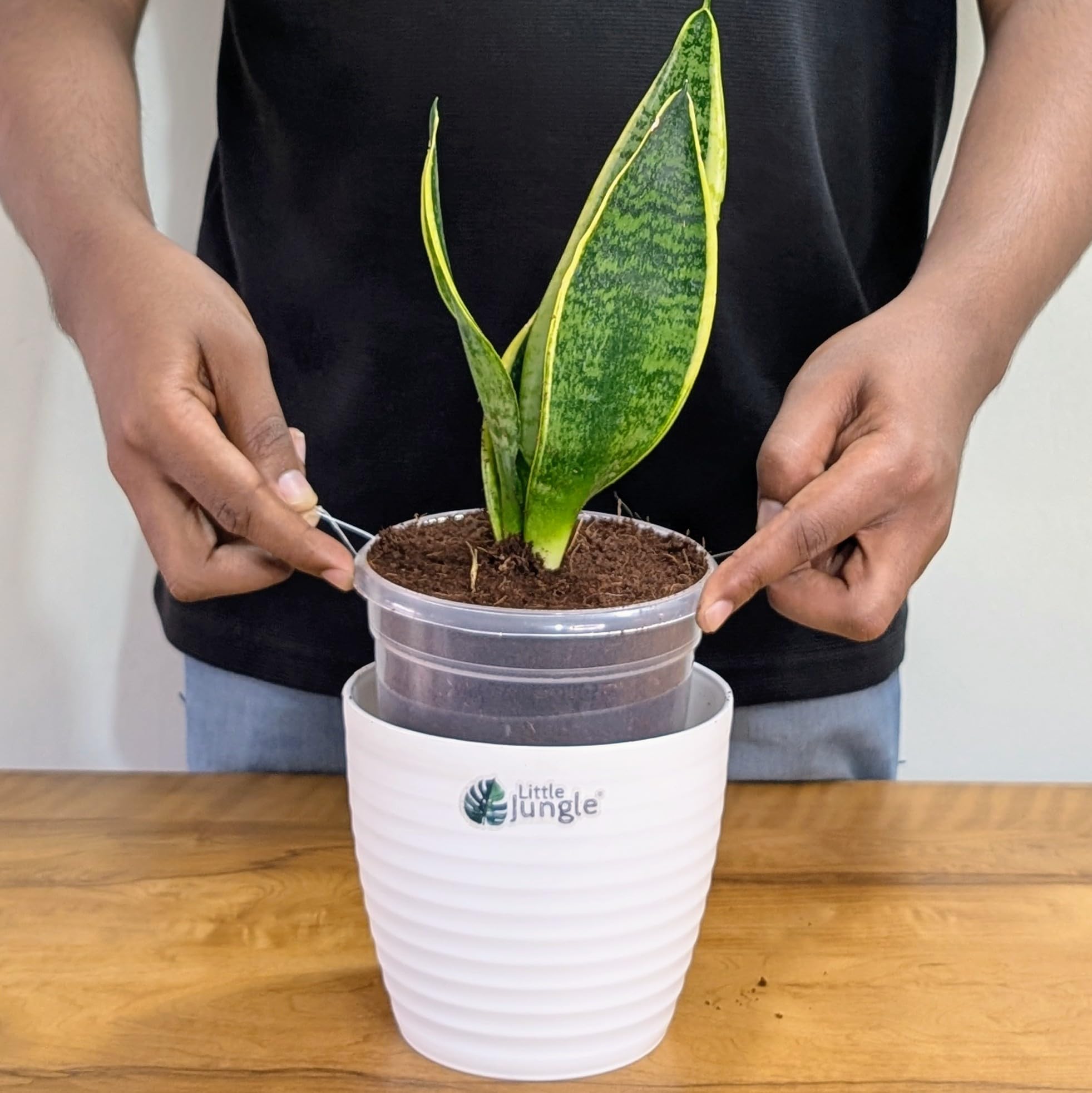 LittleJungle Sansevieria Laurentii - Live Plant with 5.5 Inches White Decor Pot | Indoor Plant For Home | Snake Plant | Live Plants Indoor | Live Plant With Pot For Home Decor | 4