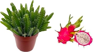HYLOCEREUS UNDATUS - شجرة فاكهة التنين - نبات Pitaya في وعاء 12 سم