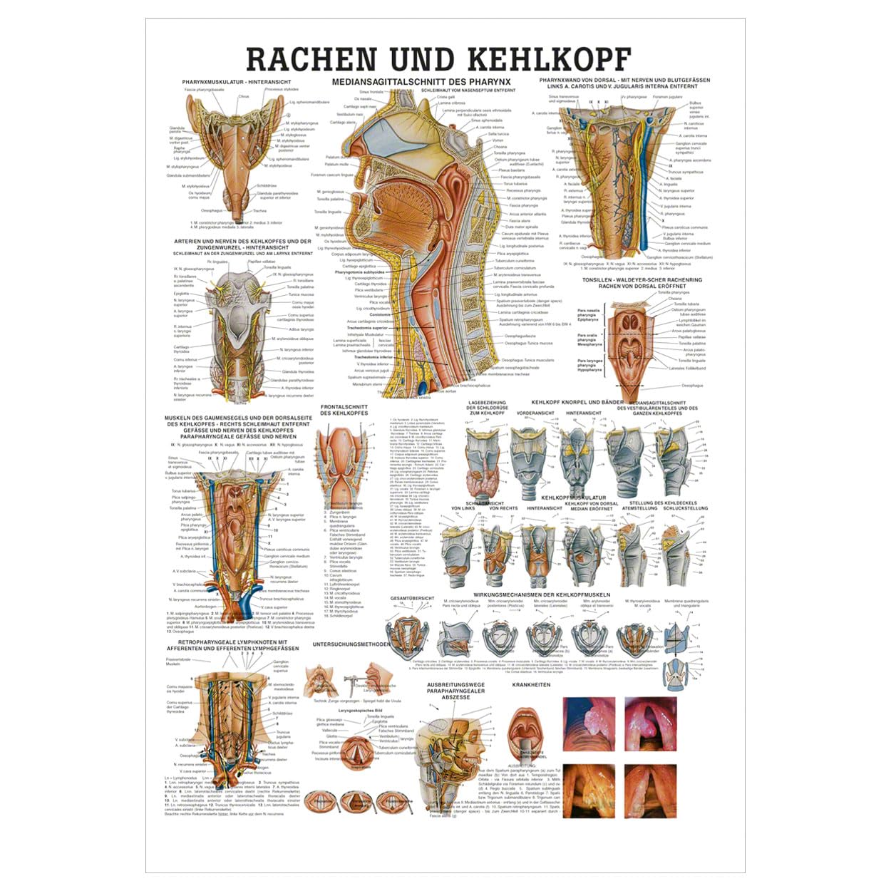 Sport-Tec Rachen und Kehlkopf Lehrtafel Anatomie 100x70 cm medizinische Lehrmittel