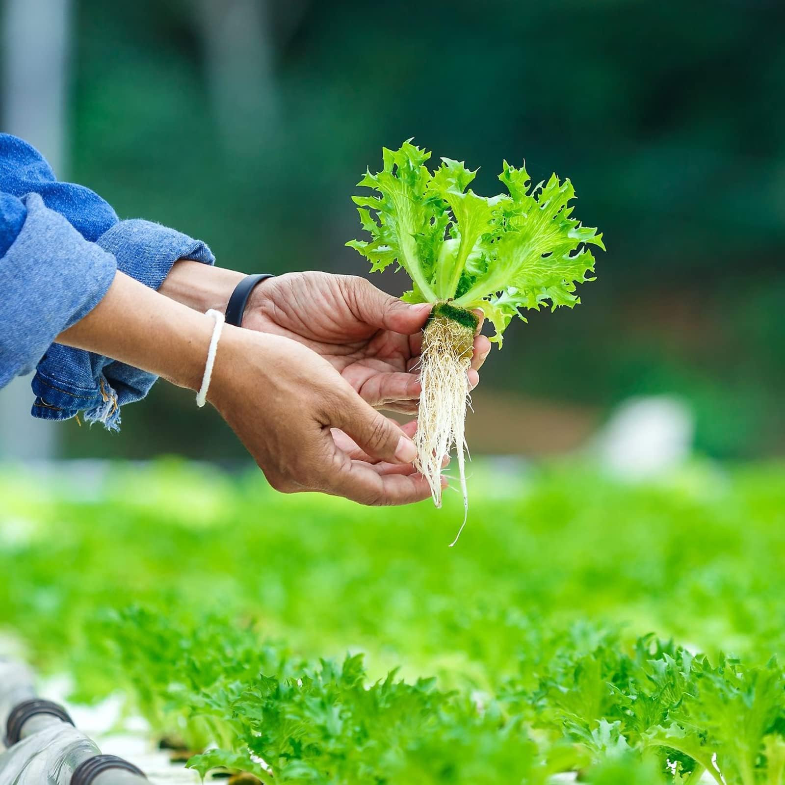 Halatool Cubos de lana de roca de 1 pulgada para jardín, cubos de cultivo de lana de piedra, tapones de inicio para cultivo hidropónico, sin suelo, clonación de plantas y inicio de germinación (6