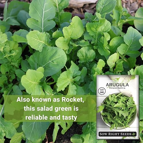 Miniatura 3 de Sow Right Seeds - Semillas de rúcula para plantar - Semillas de reliquia sin OMG con instrucciones para plantar un huerto casero - Interior,