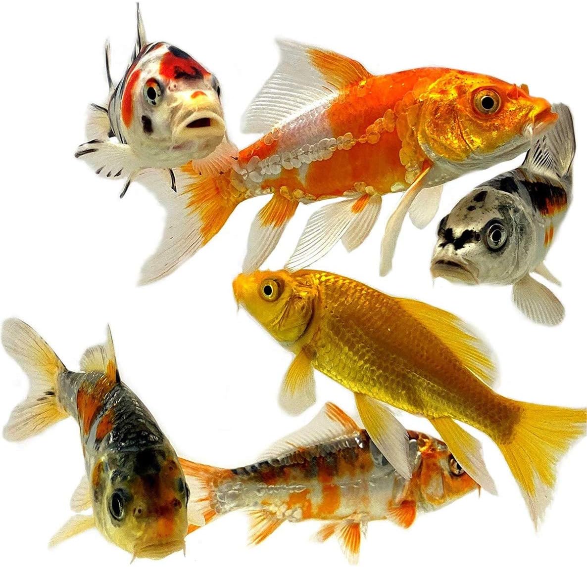 Live Butterfly and Standard Fin Koi Combo, Live Fish with a Variety of Colors and Patterns - Perfect for Ponds, Tanks, and Aquariums - 3-4 Inches, 26 Count