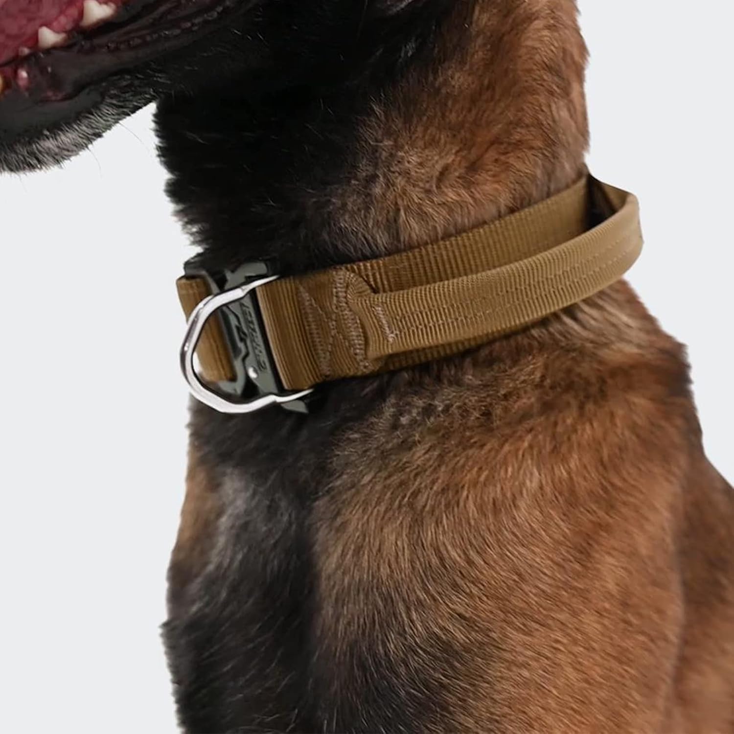 Buy dog collar Clearance