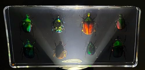 Miniatura 386 de Escarabajo de algodoncillo azul cobalto real de 1.732 in en espécimen de resina de lucita cristalina, insectos, insectos preservados, colección