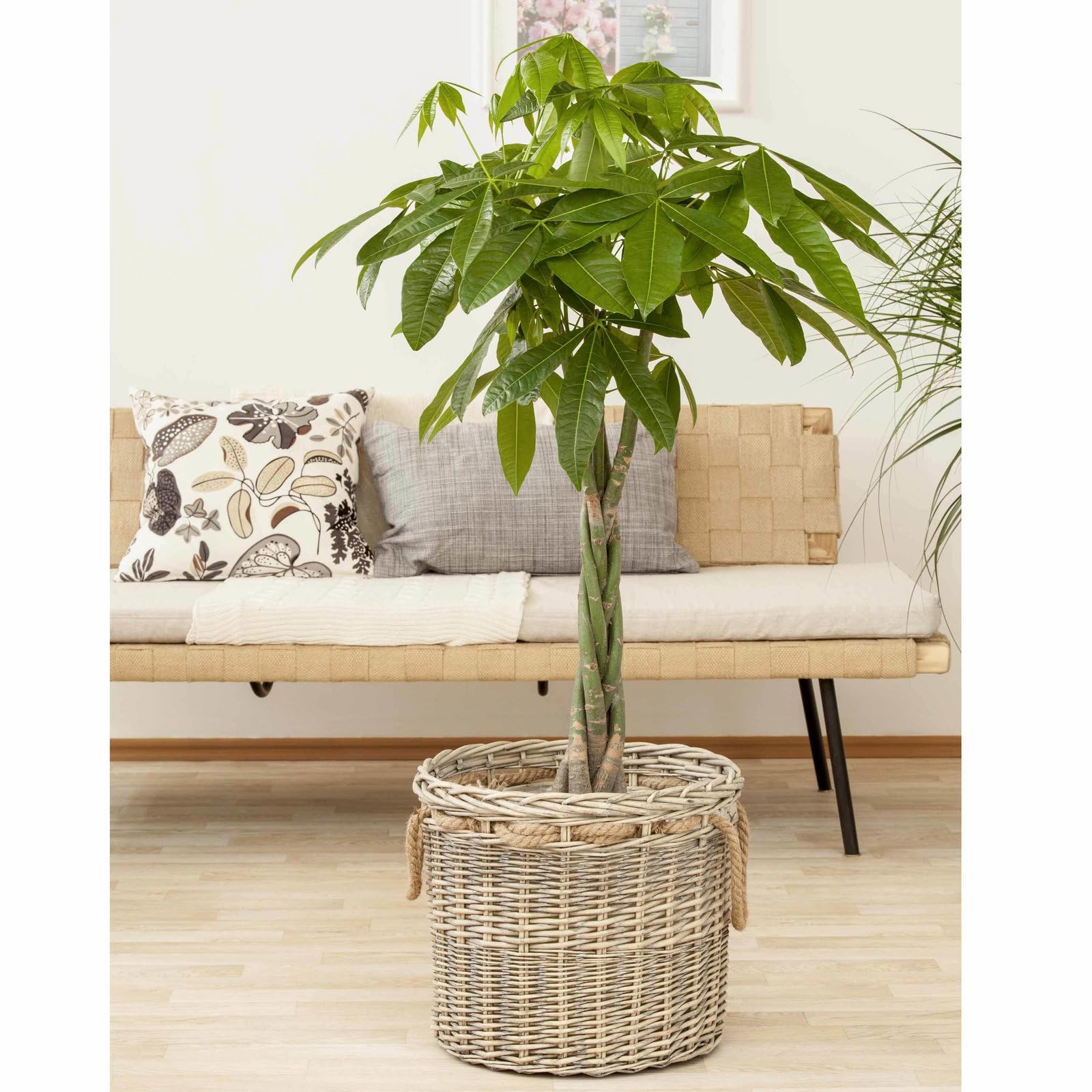 Glckskastanie, Topf- 27 cm, Hhe ca. 150 cm : Amazon.de: Garten