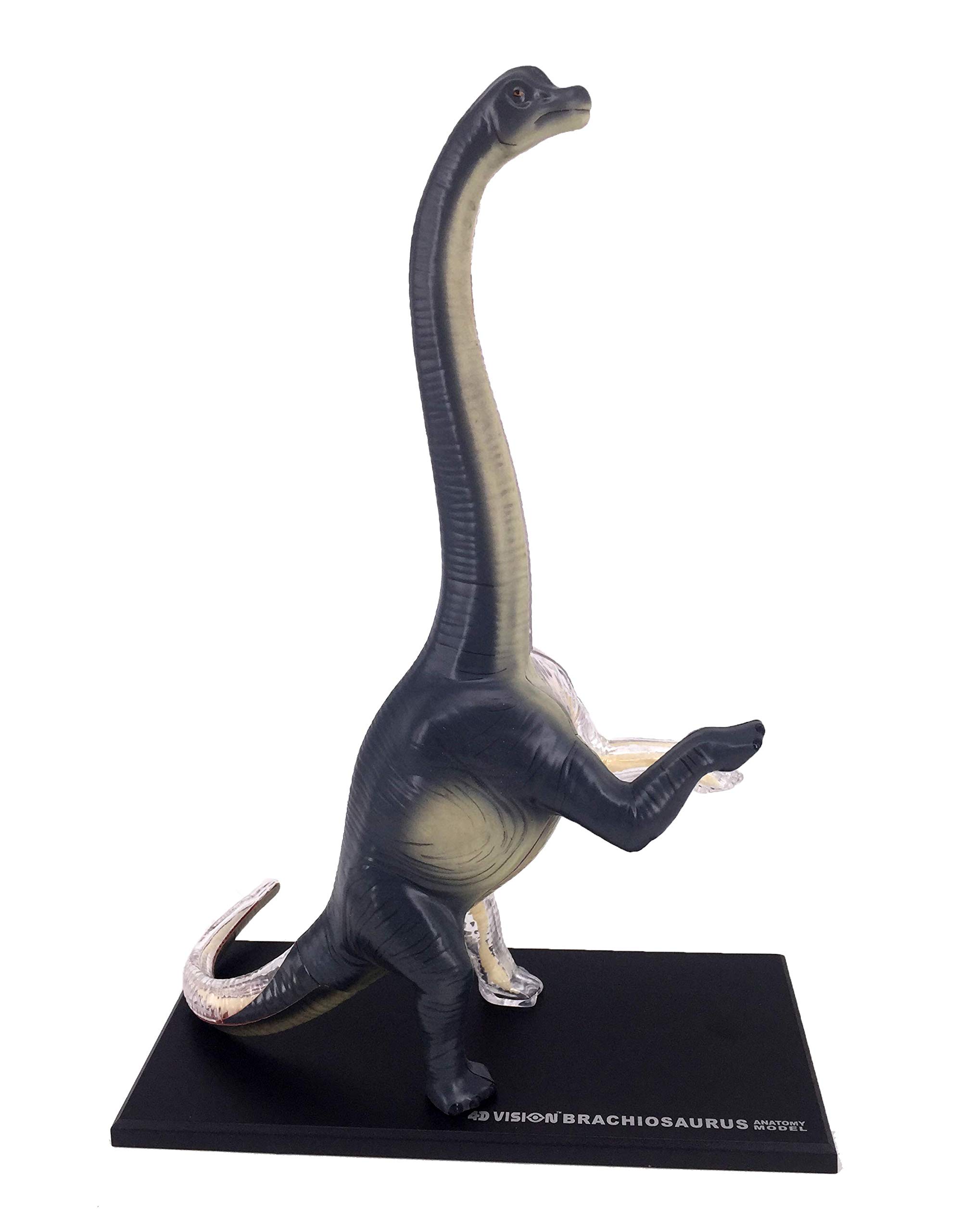 Amazon.co.jp: 4D VISION 動物解剖モデル 立体パズル 【 BRACHIOSAURUS