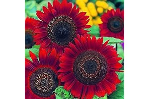 UtopiaSeeds Red Sun Sunflower Seeds: A Vibrant Canvas for Vibrant Visitors