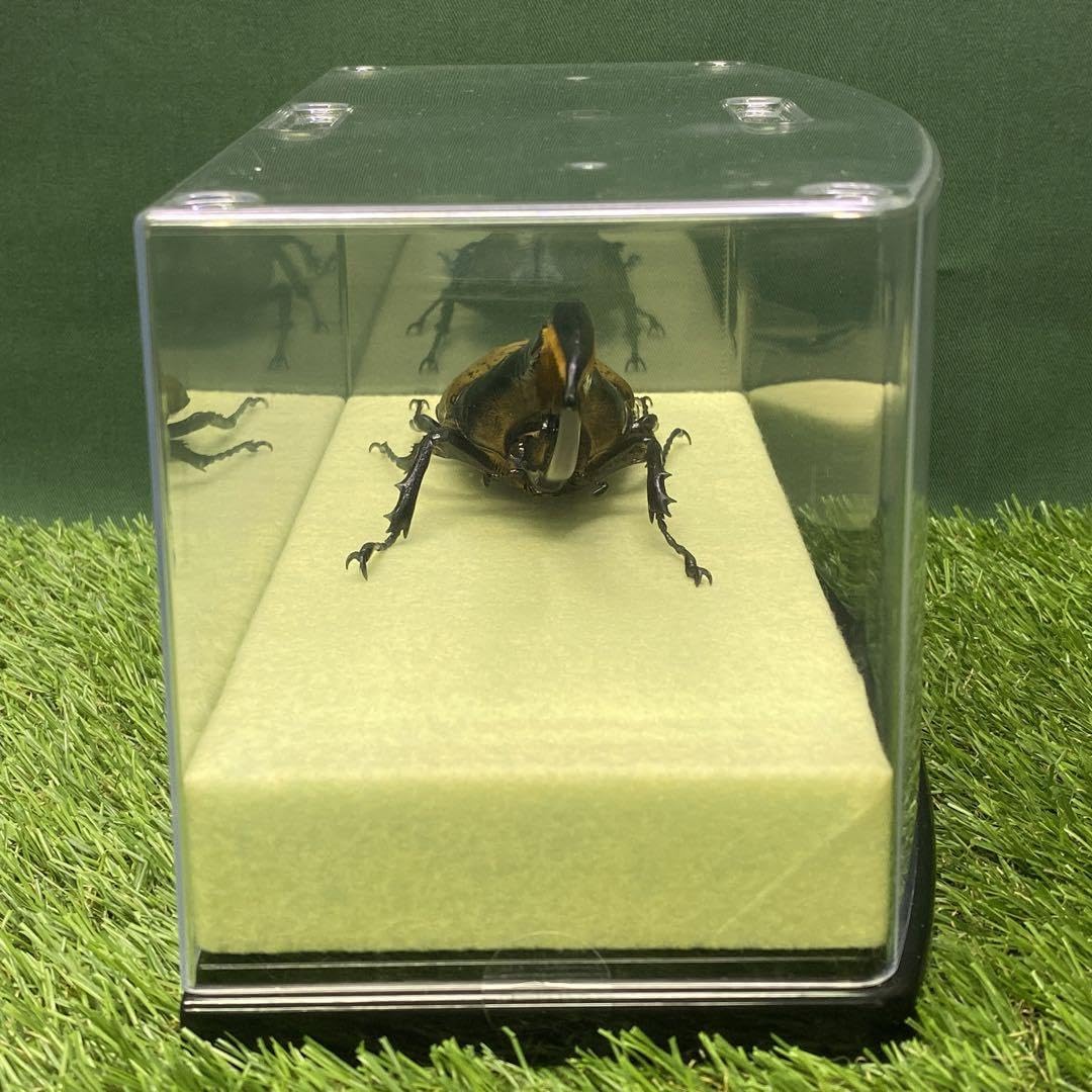 大型】ヘラクレスオオカブト（ヘラクレス）のオブジェ（標本）