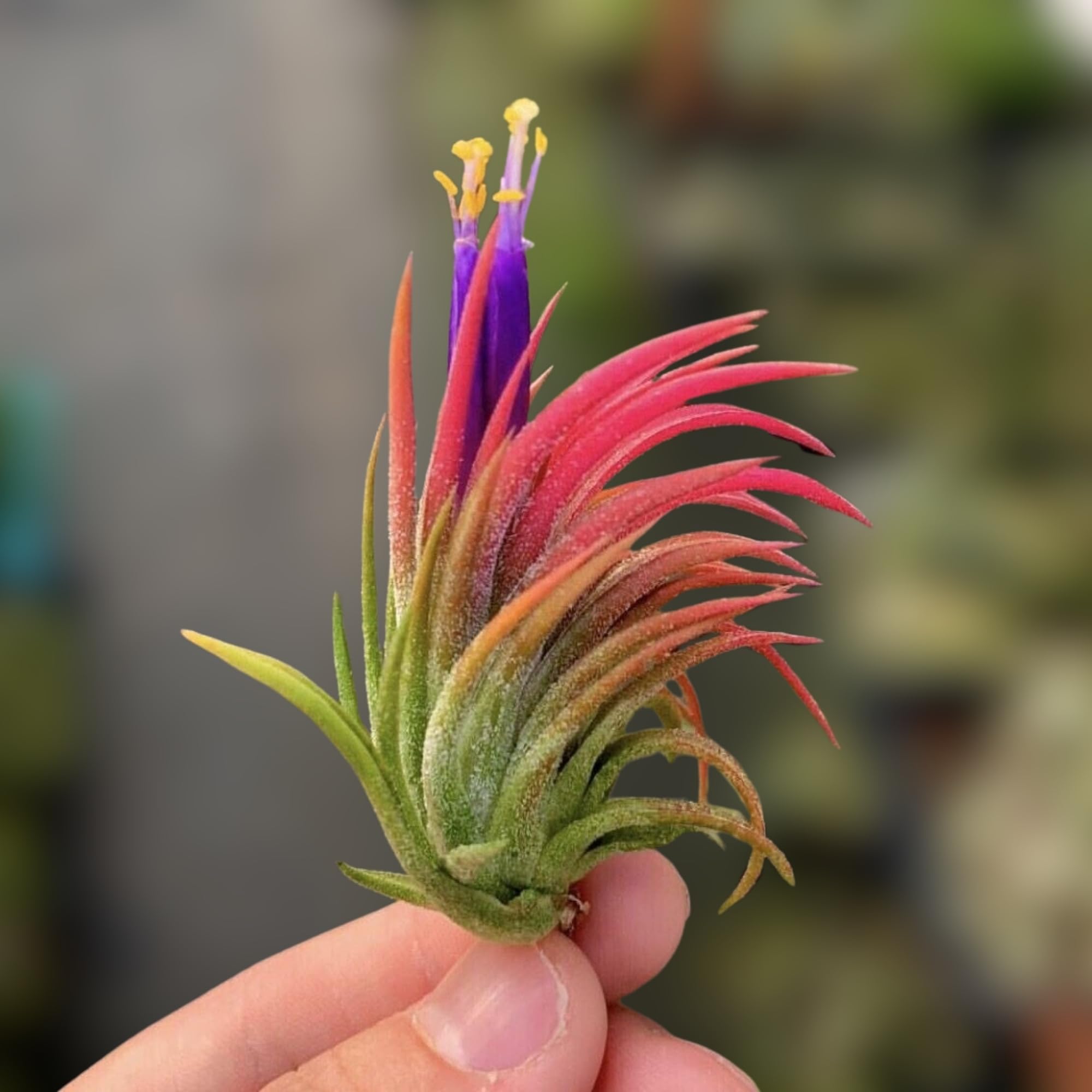 Divine Blossoms Tillandsia Ionantha Mexico plant for Home Gardening, Balcony & Indoor & Outdoor Gardening
