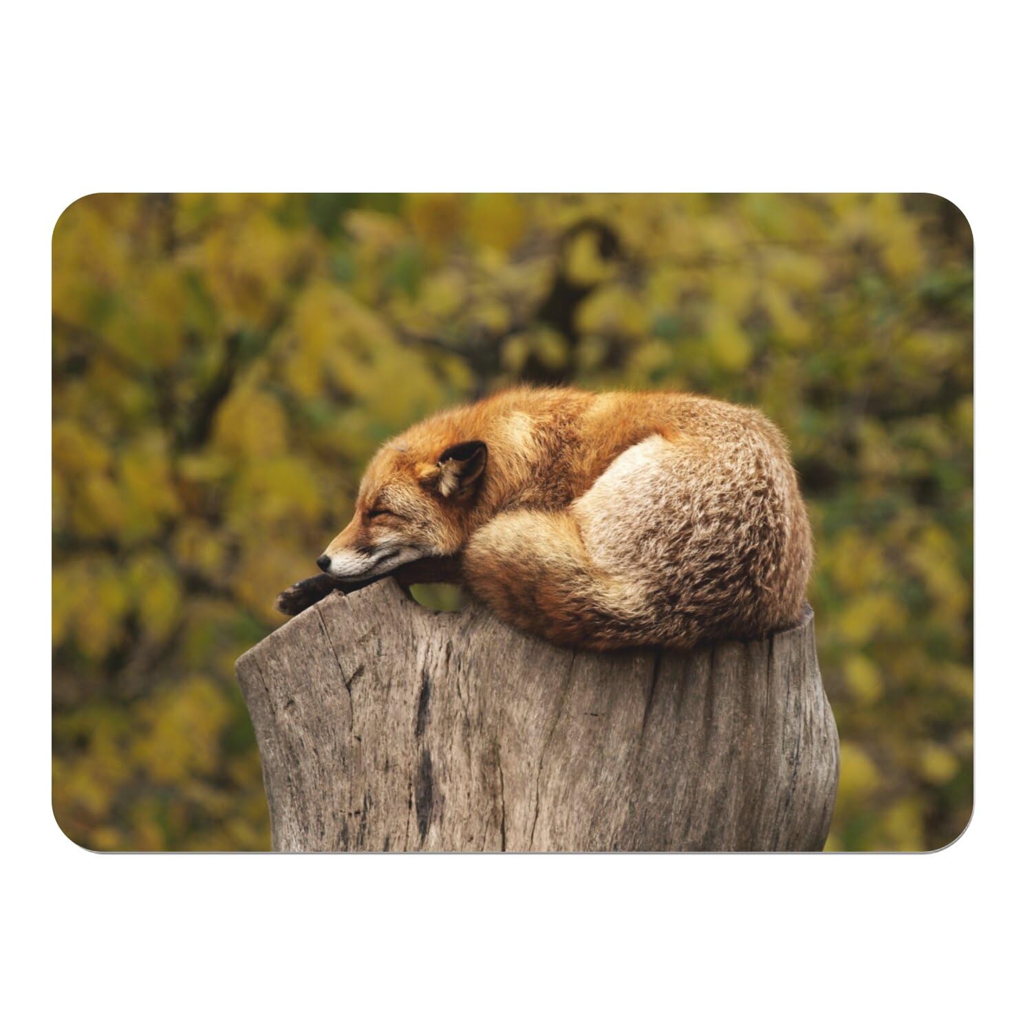 Napperons grand format renard pour embellir vos repas de famille autour d'une table nature