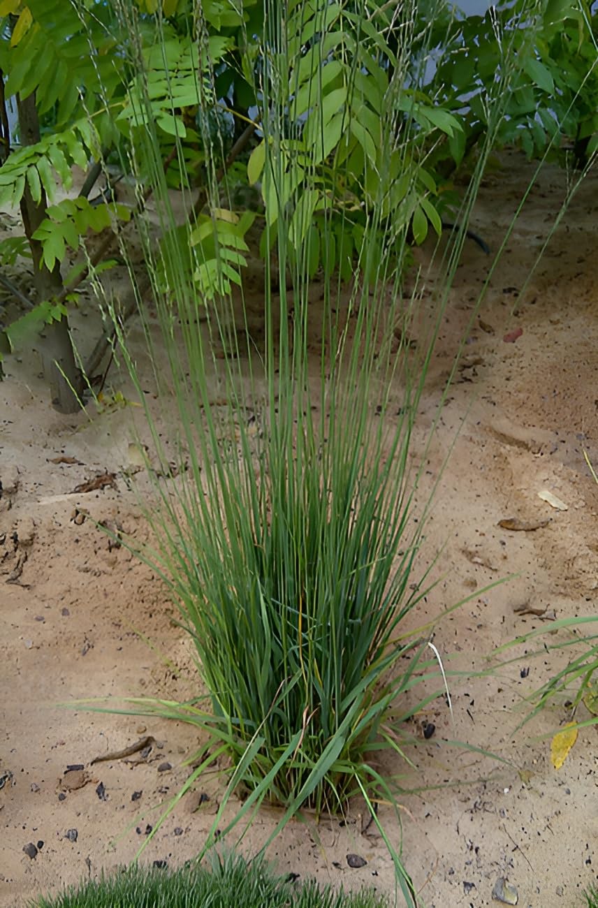 Stauden Gänge 10 x Molinia caerulea 'Heidebraut' Kleines Pfeifengras