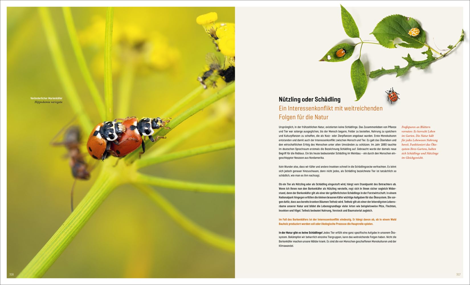 Mein Artenretter Garten: Mit den richtigen Pflanzen & Strukturen die Insektenvielfalt fördern