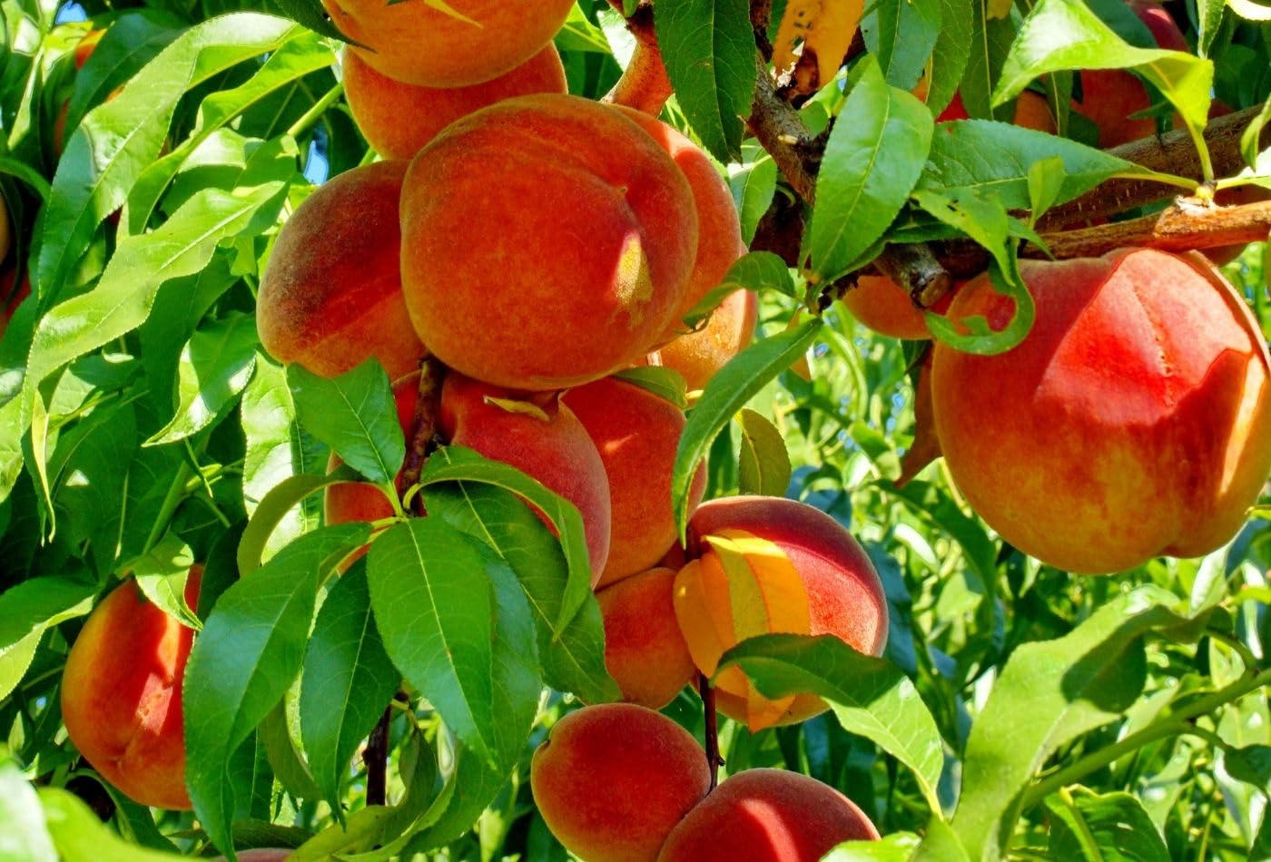 See full amazon price history chart for Expensive Peach Hybrid Fruit Plant & Tree For Home Gardening (1.5-3.5 Ft Plant Hight) Peach 2 Years Old Healthy Fruit Plant (Pack Of 1) Expensive Peach Hybrid Fruit Plant & Tree For Home Gardening (1.5-3.5 Ft Plant Hight) Peach 2 Years Old Healthy Fruit Plant (Pack Of 1) (B0D7MVG1QL) Amazon Price History, Amazon Price Tracker