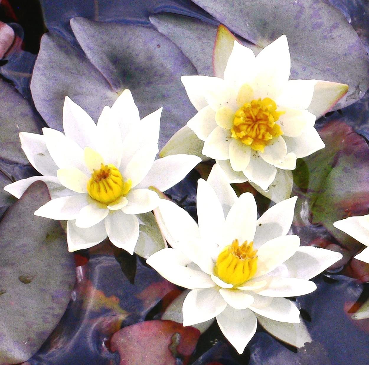 Nymphaea 'tetragona' fertig im Pflanzkorb! - Zwergseerose, weiß - ideal für Miniteiche! - Klärpflanze