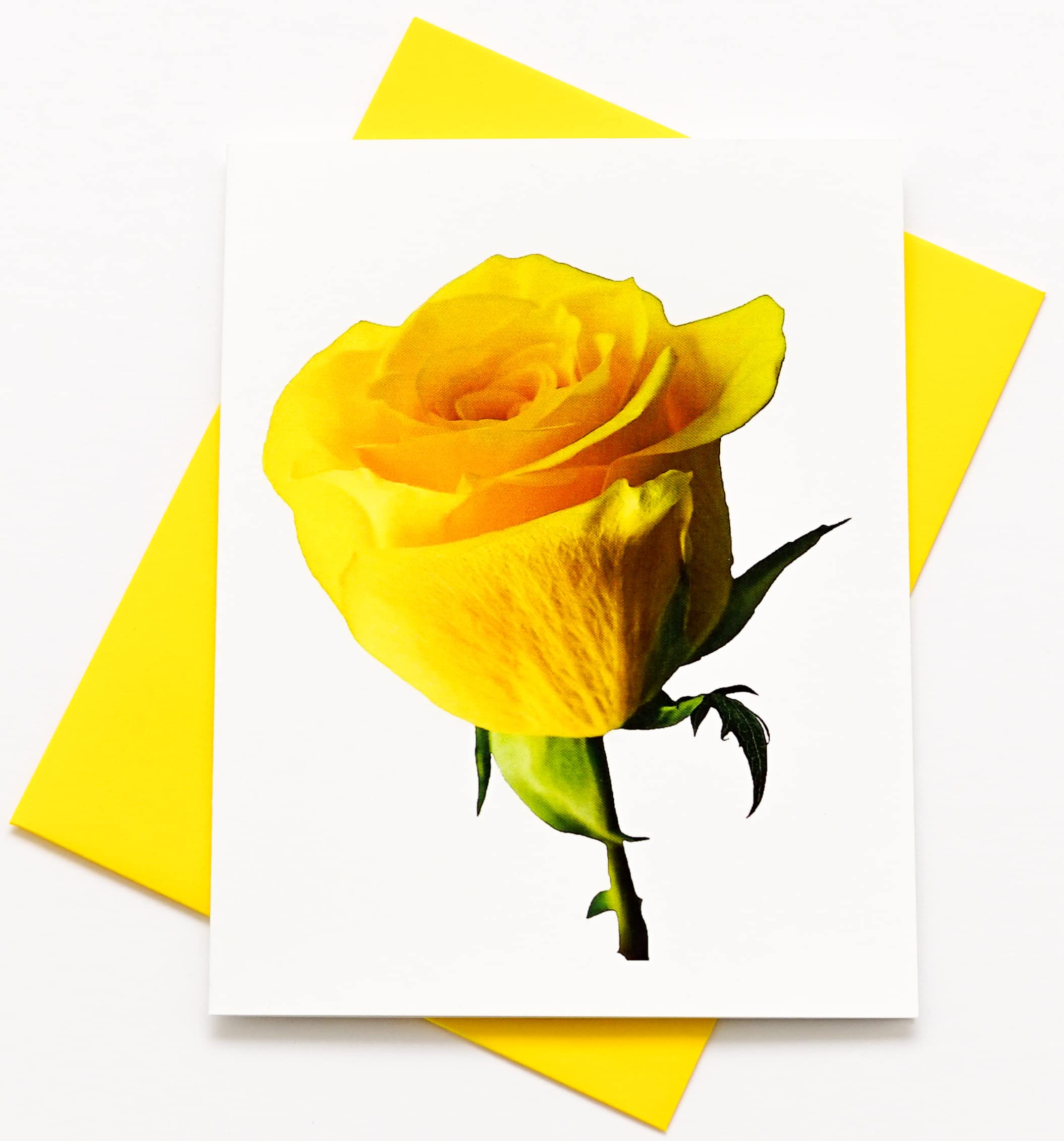 Amazon.com : Rosebud Photography Smooth Note Cards 16 w/18 Colored  Envelopes, Boxed Set (4.25"x 5.50") Blank Inside - Made in USA : Office  Products
