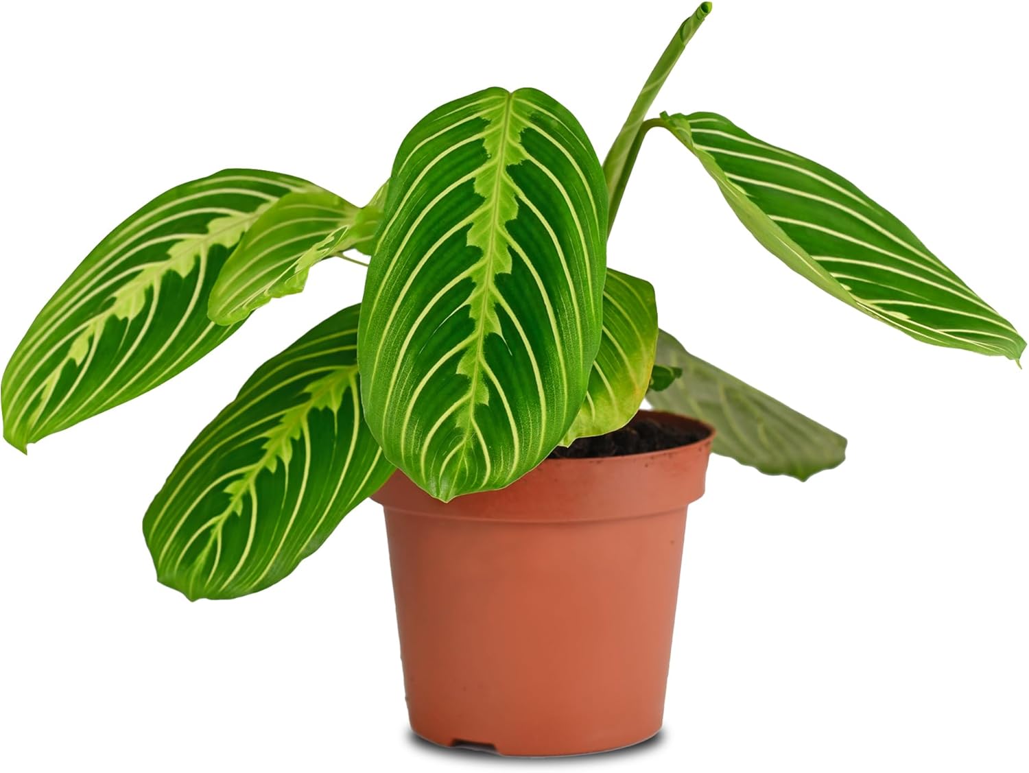 California Tropicals Lemon Lime Prayer Plant - Maranta - Rare Variety Live House Plant - Tropical Decor - Unique Real Plants Interior Garden Outdoors Supplies - Small Pot - 4 Inch Potting Decor
