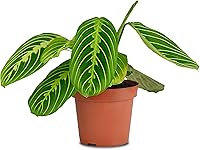 Vista 1 de California Tropicals Planta de oración de limón y lima, Maranta, planta de casa viva de variedad rara, decoración tropical, plantas reales únicas