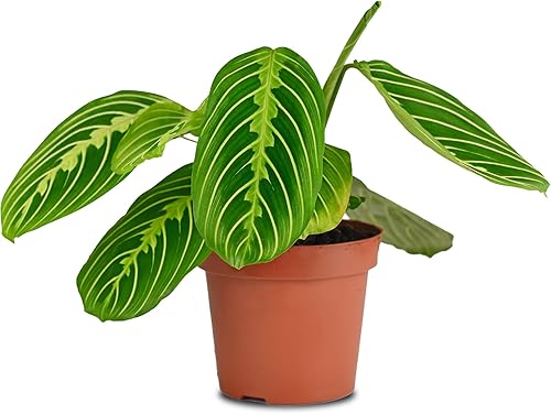 California Tropicals Planta de oración de limón y lima, Maranta, planta de casa viva de variedad rara, decoración tropical, plantas reales únicas