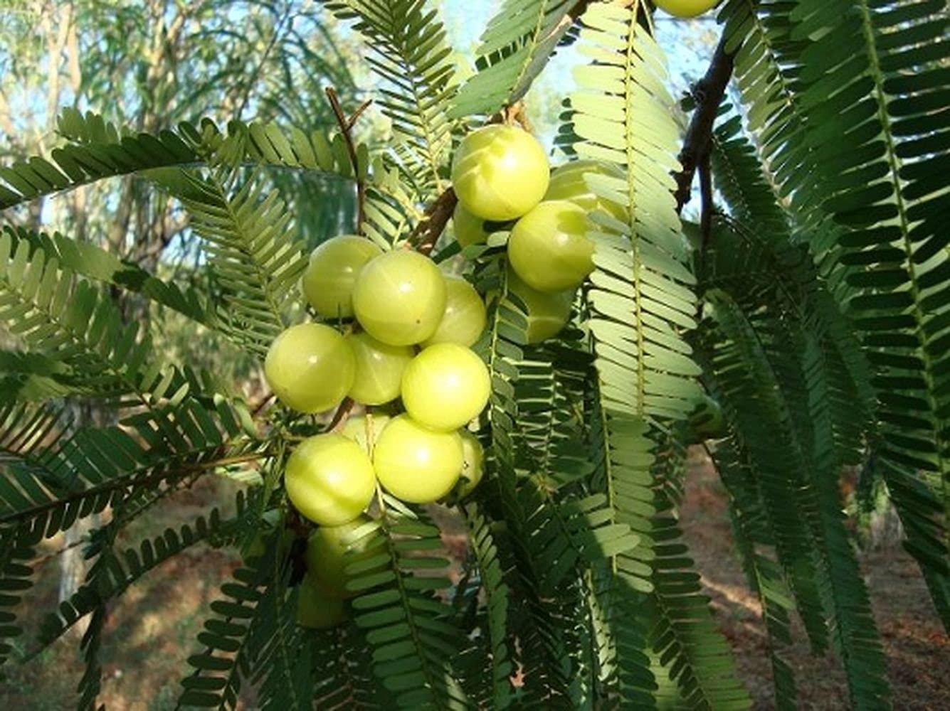 See full amazon price history chart for Live Green Plant Seeds | Indian Gooseberry – Amla Plant Seeds For Garden (30 Seeds Pack) Live Green Plant Seeds | Indian Gooseberry – Amla Plant Seeds For Garden (30 Seeds Pack) (B099K5BG69) Amazon Price History, Amazon Price Tracker
