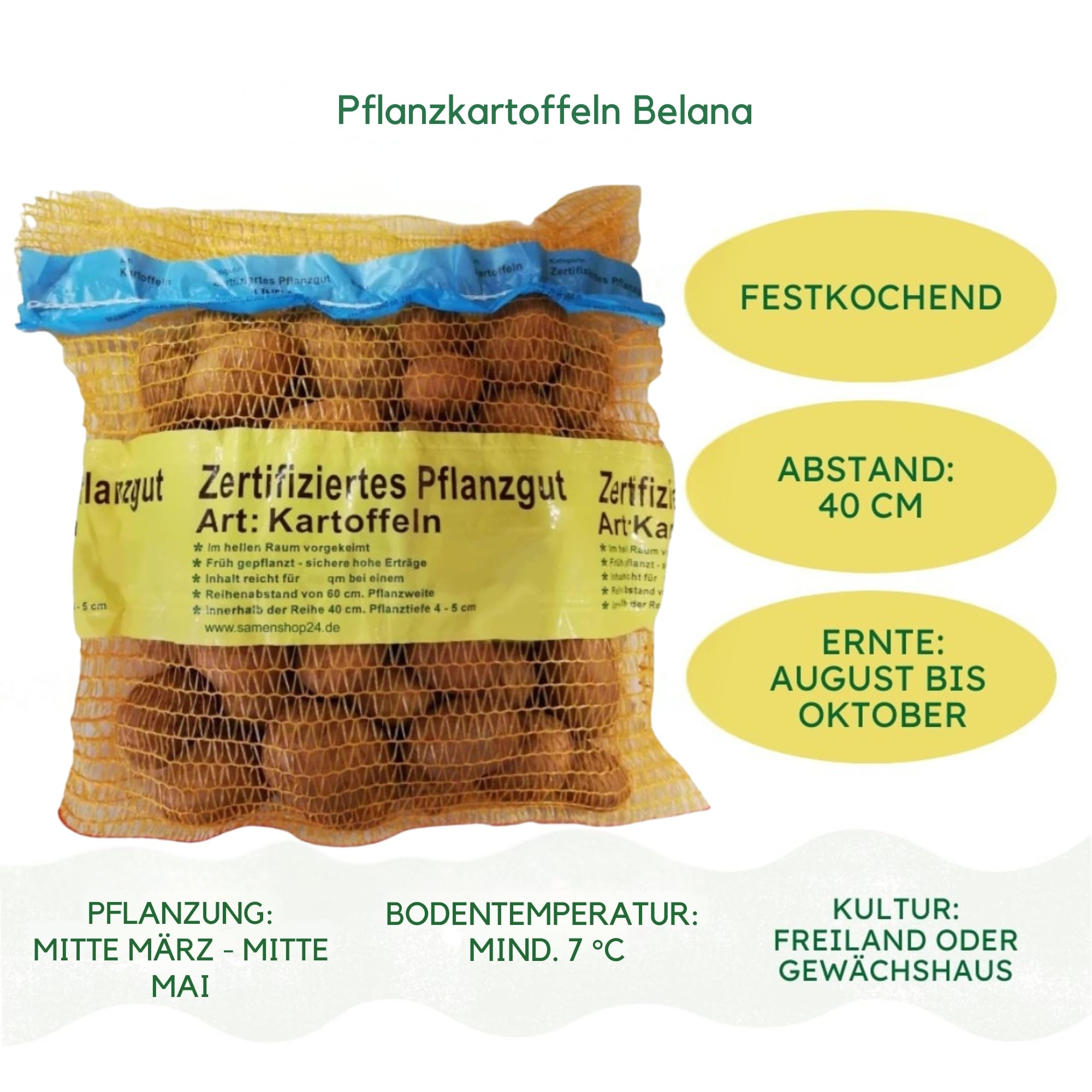 Pflanzkartoffeln Belana, 2,5 kg (ca. 35 Stück) festkochend, Premium Saatkartoffeln, frühreifenden Kartoffelsorte, gelbfleischig lange lagerfähig