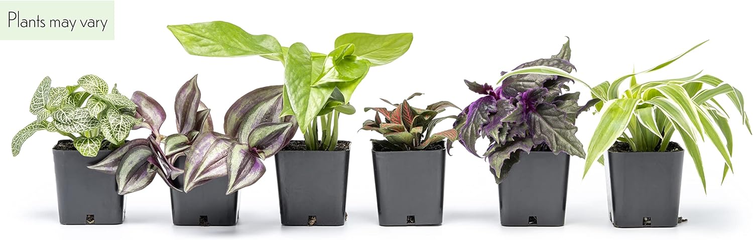 Altman Plants Live Houseplants (6PK), Indoor Plants for Delivery Prime, Live Plants & Live Pothos Plants (4PK) Indoor Plants Live Houseplants, Pothos Live Plant House Plants Indoors Live Plants