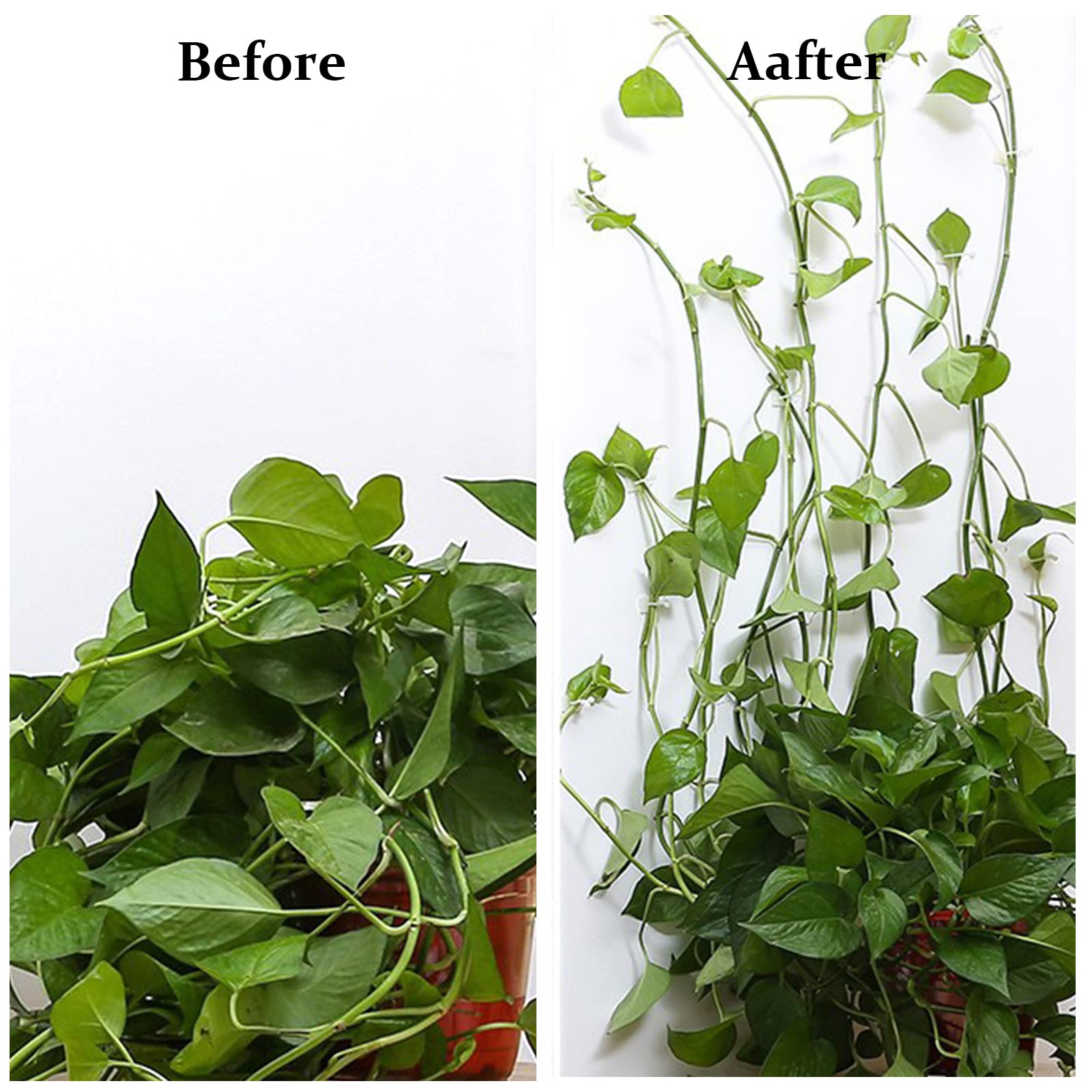 50 Clips Auto-adhésifs Pour Plantes - Support Grimpante Murale - Pour Carrelage, Verre - Organisation Plantes
