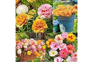 20000+ Portulaca Moss Rose Seeds for Planting Outdoor