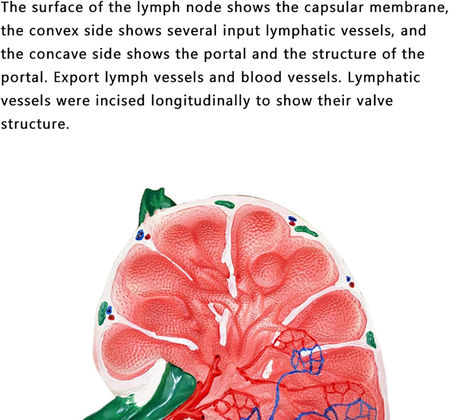 Model węzłów chłonnych człowieka, model anatomiczny powiększonych węzłów chłonnych, dwustronny w celu ukazania głównych cech anatomicznych, do szkół, szpitali, klinik i laboratoriów.