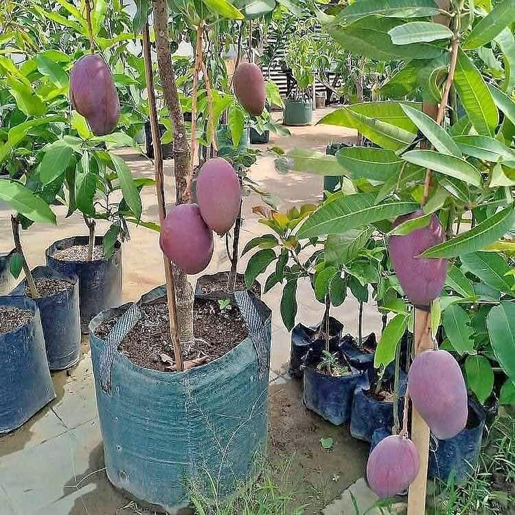 Image of World's Costliest Combo 2 Purple Japanese Miyazaki Mango Plant Original Grafted Fruit Tree Height 1.5-3 Feet Hybrid Plant Fruit In Just 2-3 Years Perfect For Home Gardens Eggs Of Sun