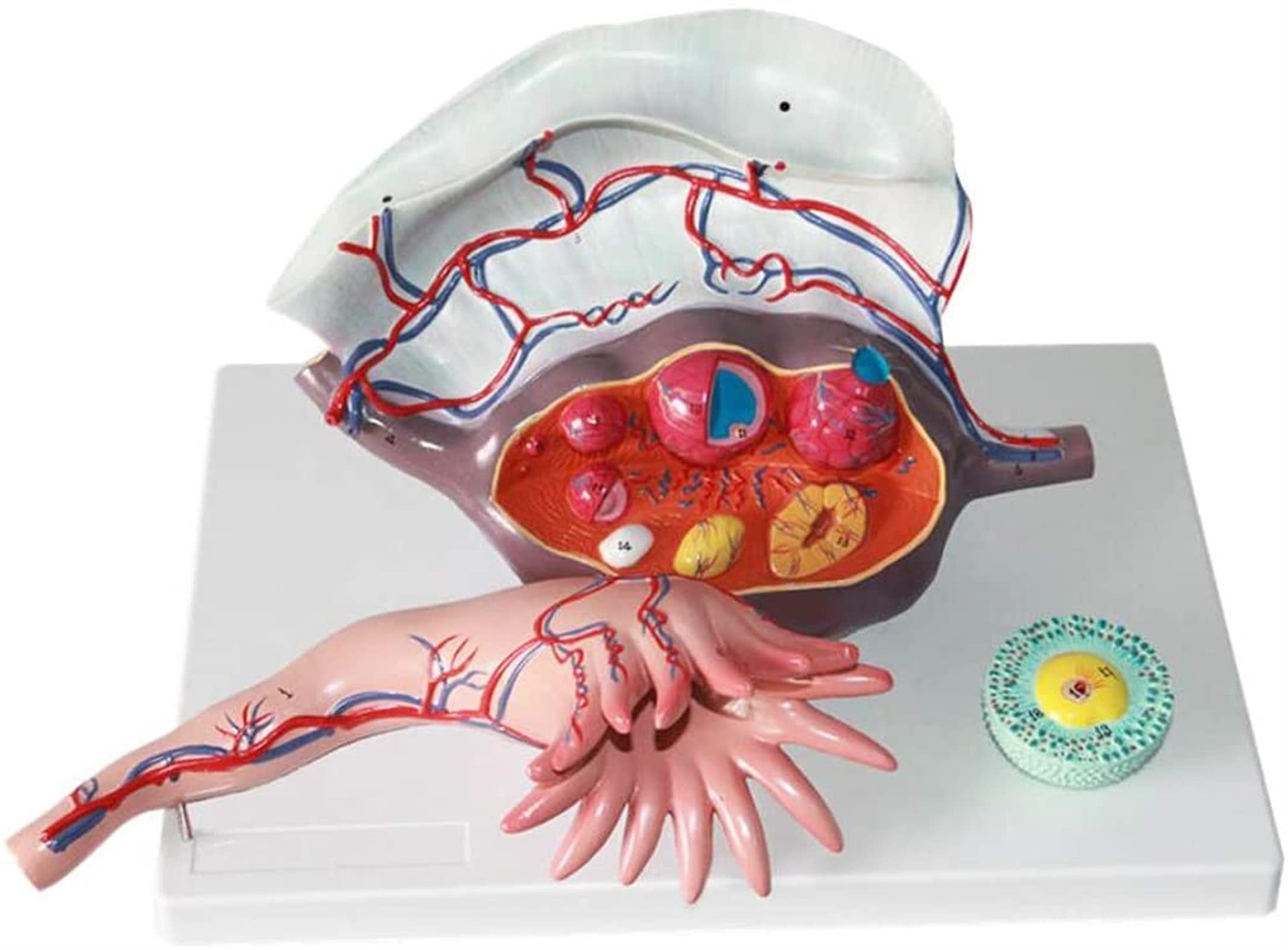 Model Badania Anatomii Macicy Model Powiększenia Jajnika Model Skóry I Układu Płciomoczowego Medyczna Pomoc Edukacyjna, Modele Medyczne Materiały Edukacyjne